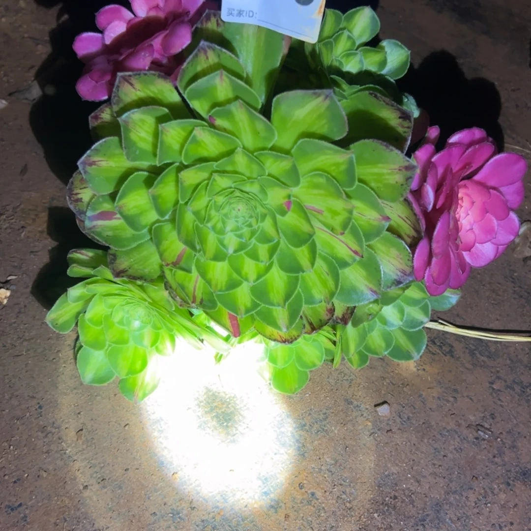 滕****盟精品多肉植物089保温箱