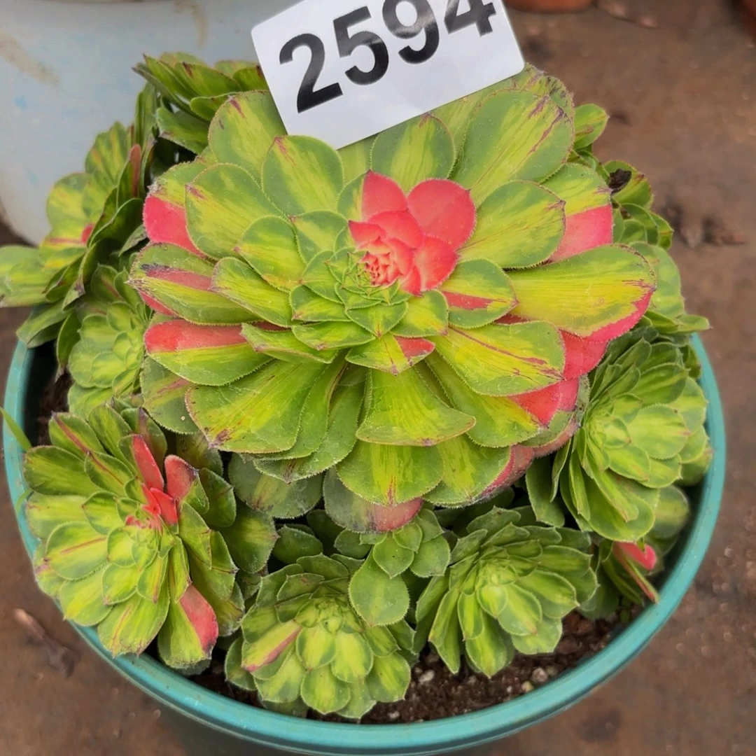 2594多肉植物知否特价