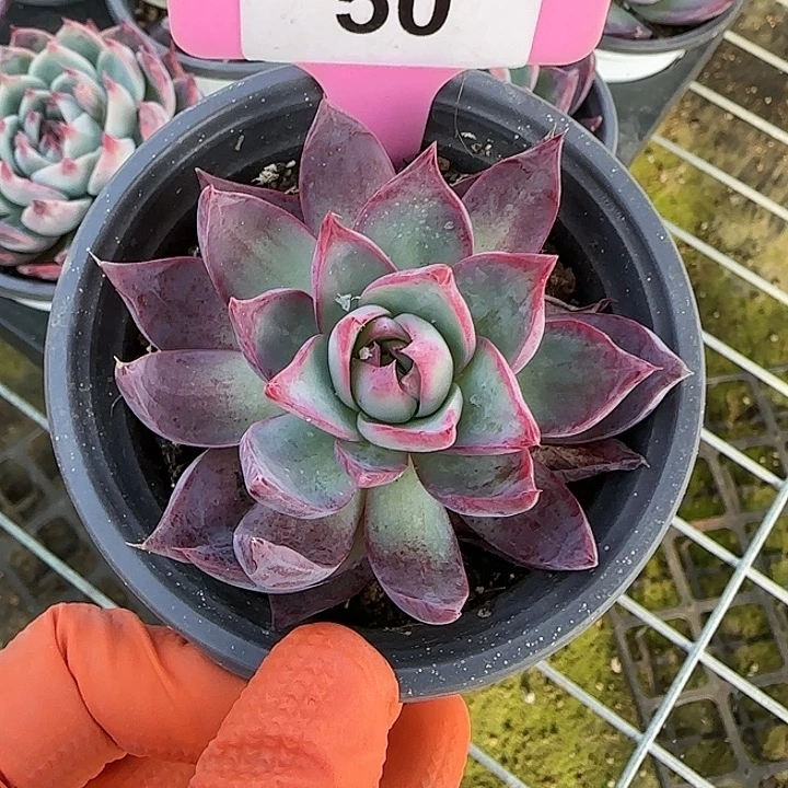 50 惊鸿仙子多肉植物6-9cm