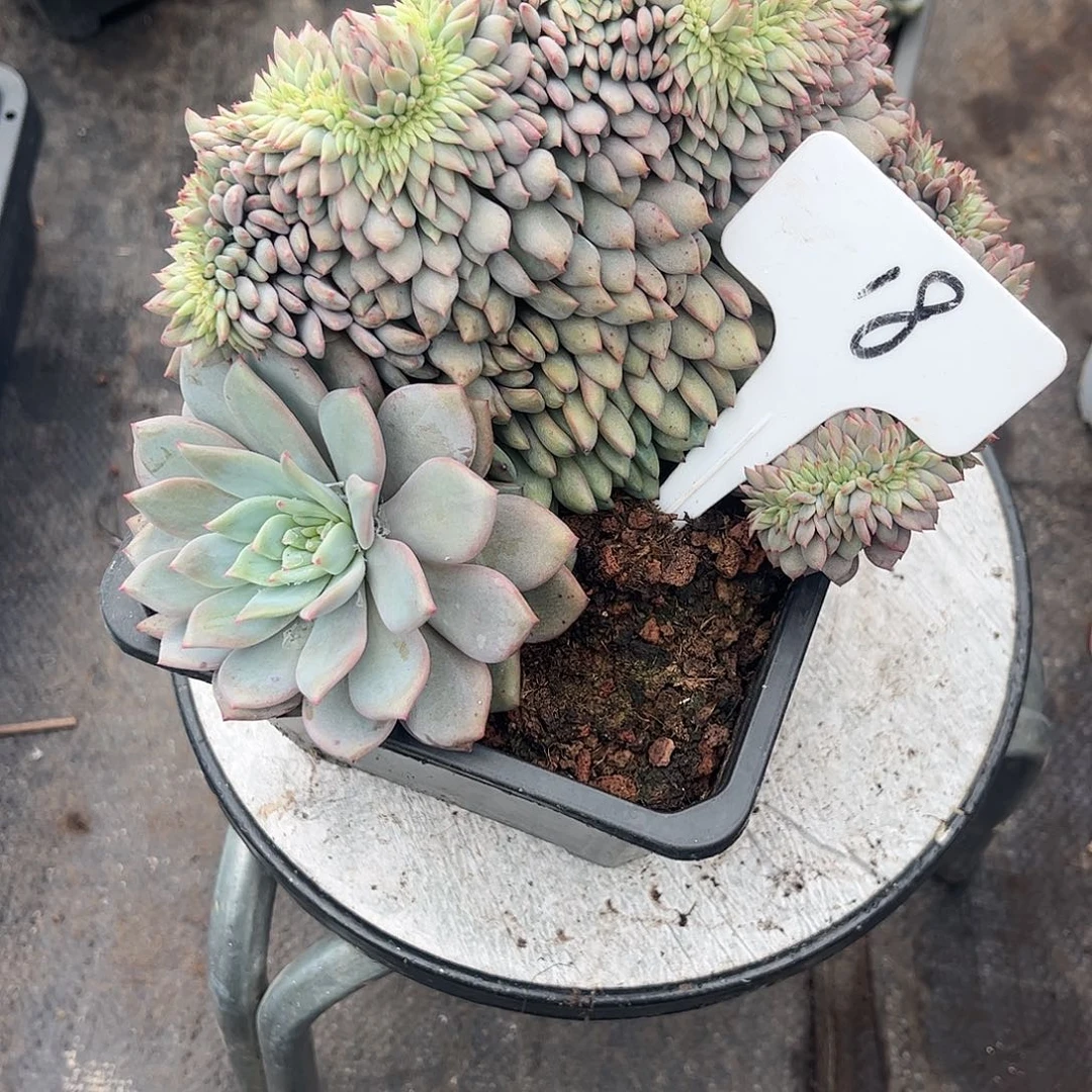 18爱丽儿缀化。