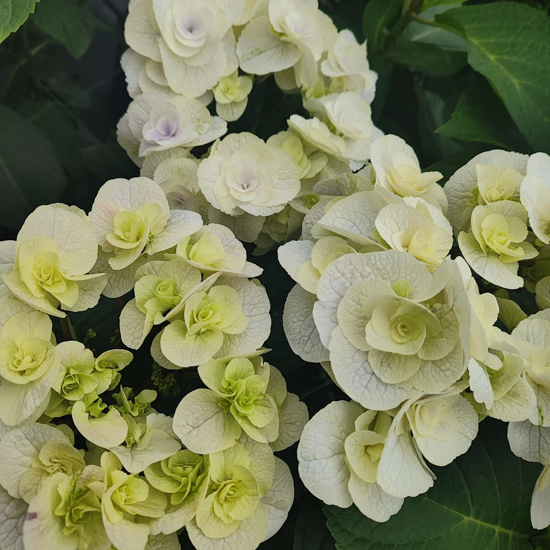 蒙特日系品绣球鲜切花云南龙元缤纷育种基地直发顺丰