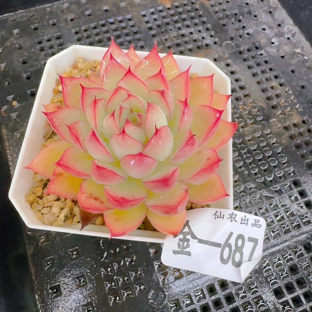 仙农出品多肉687，仙农出品多肉