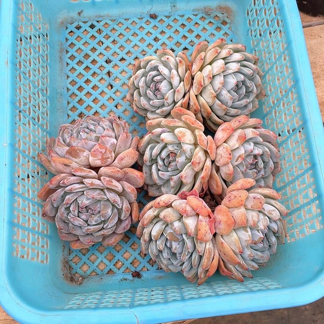 多肉植物多肉植物