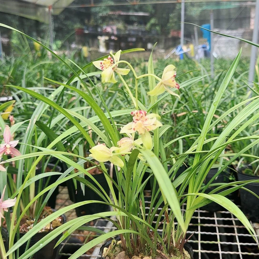 完全开放梨山狮王