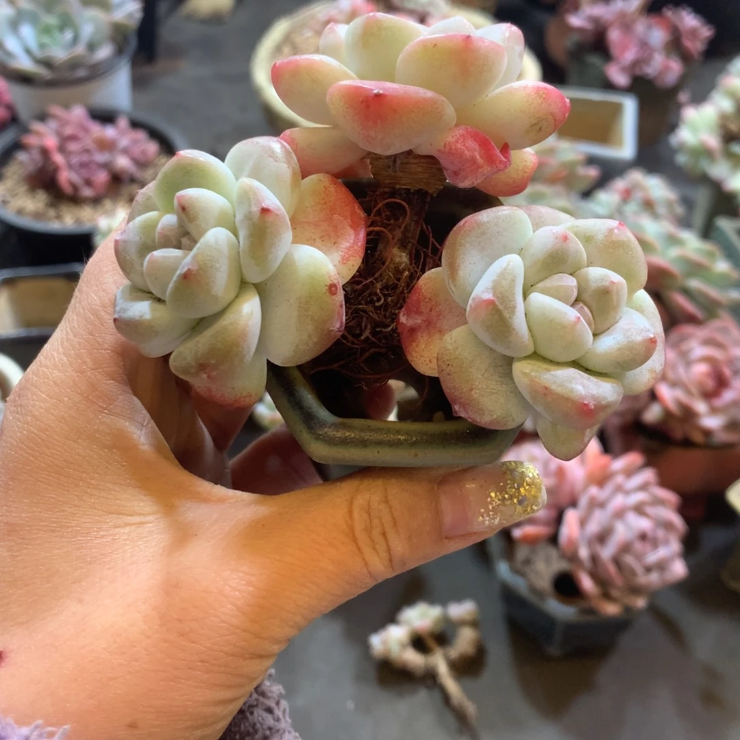 哈哈哈哈哈哈哈哈石榴籽冰玉