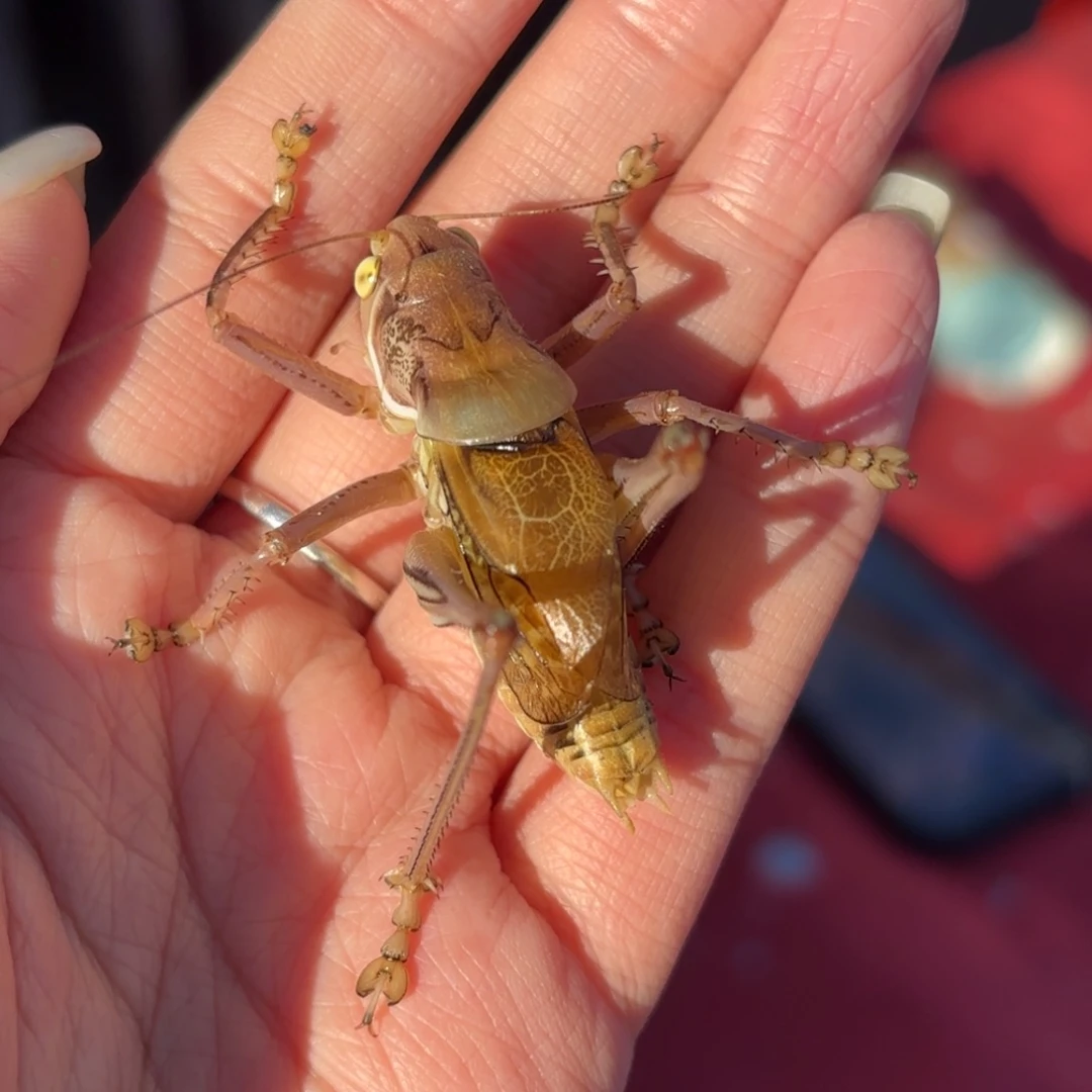 刀***炮蝈蝈蝈蝈福福价格