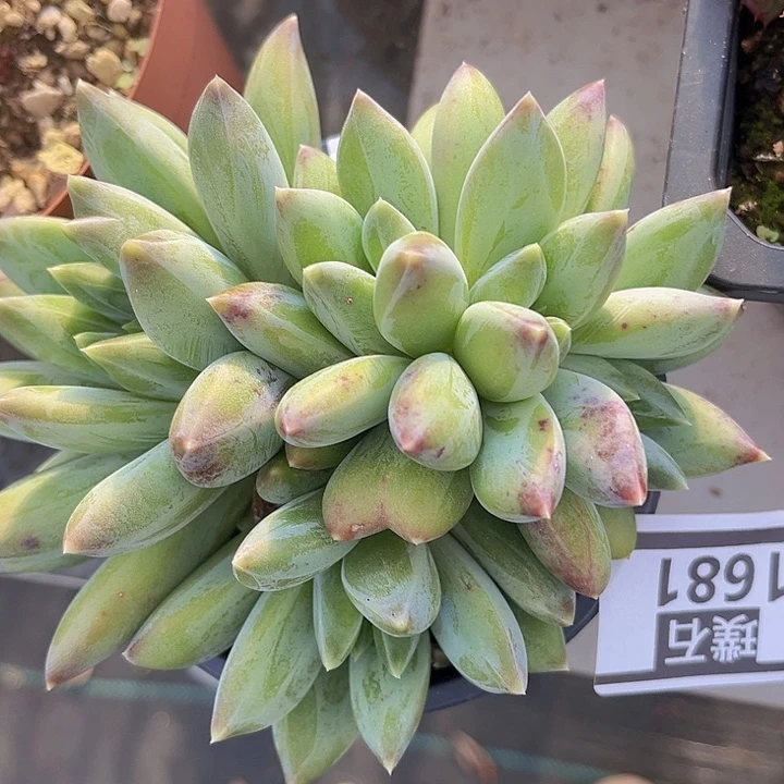 重楼1681多肉植物