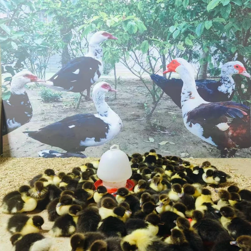 出壳苗宠物鸭大种红头番鸭鸳鸯鸭活体发货顺丰包邮