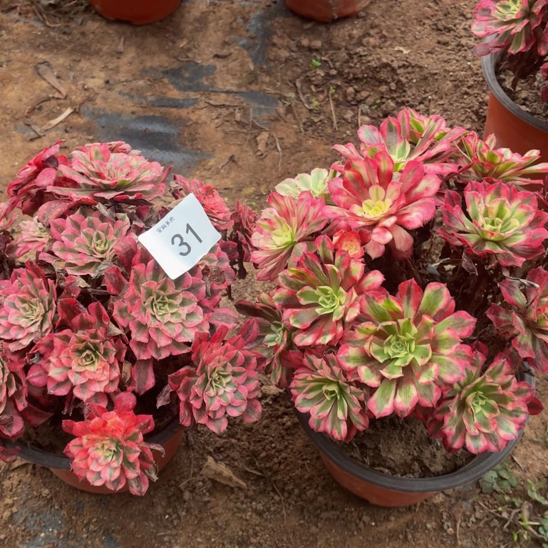 红铜白两颗一物一拍31号