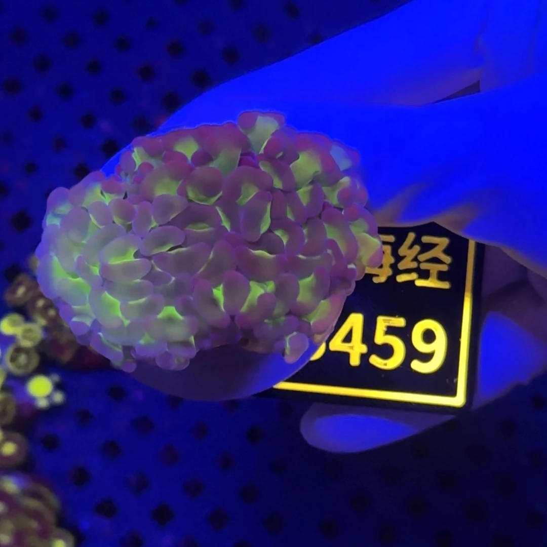 江***锅纽扣珊瑚又又不包邮脱藻双色榔头B459