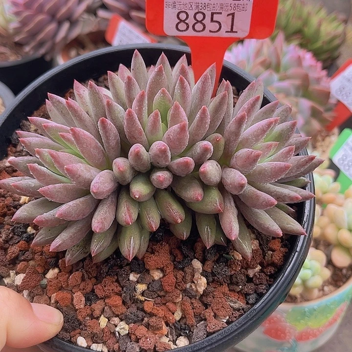 8851虞美人。