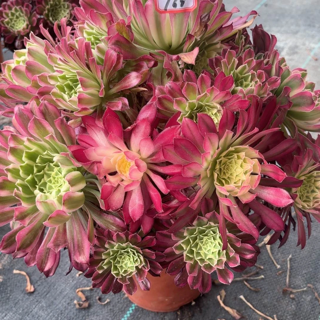 无花朵168天合多肉植物