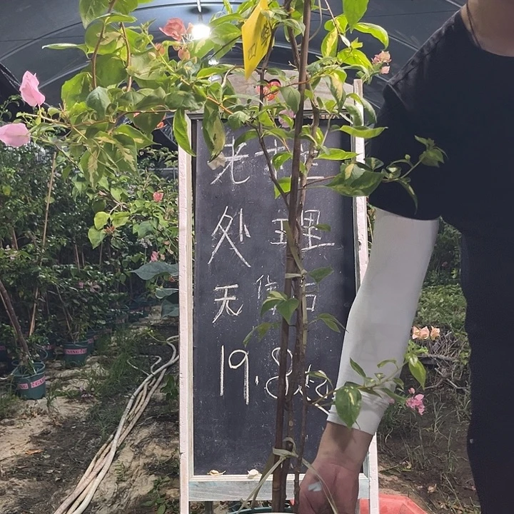 无花朵三角梅三角梅62