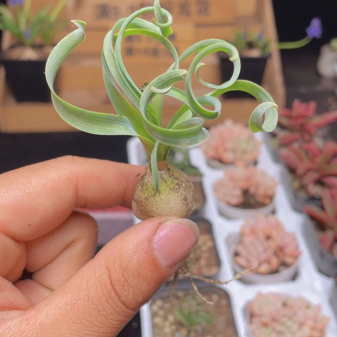 宽弹簧草多肉9.9包邮发货