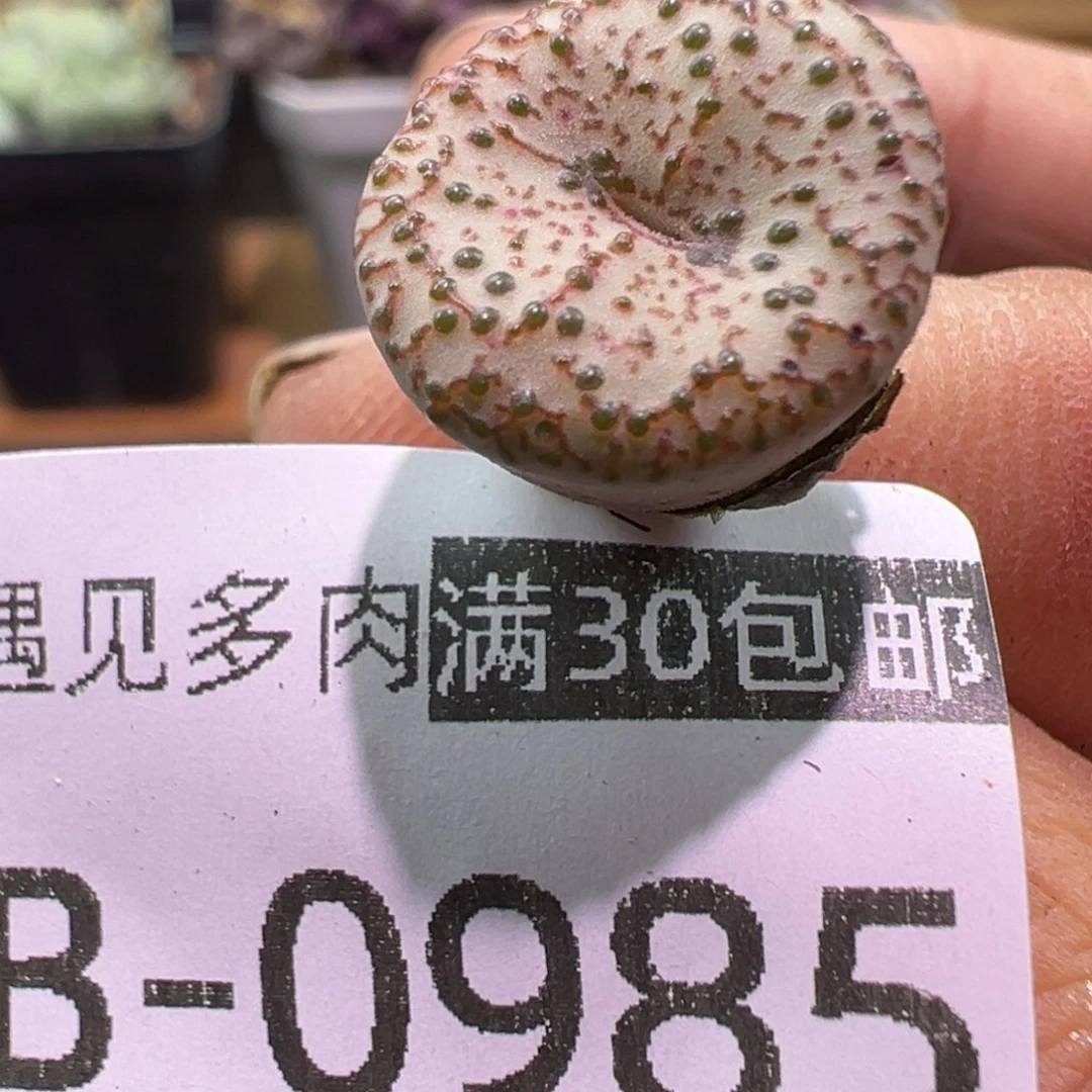 多肉植物1111111111111111111