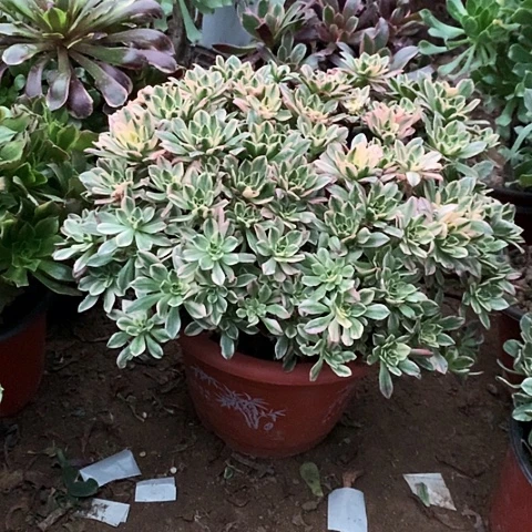 甜茶玫瑰玫瑰玫瑰玫瑰