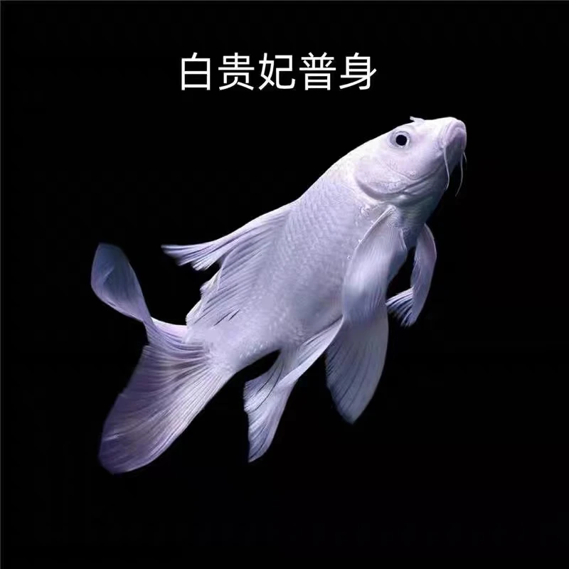 8-12贵妃白普身蝴蝶鲤观赏鱼冷水好养耐活群养赛级渔场直发