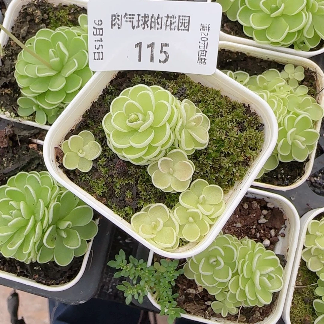 0915--- 115爱丽丝