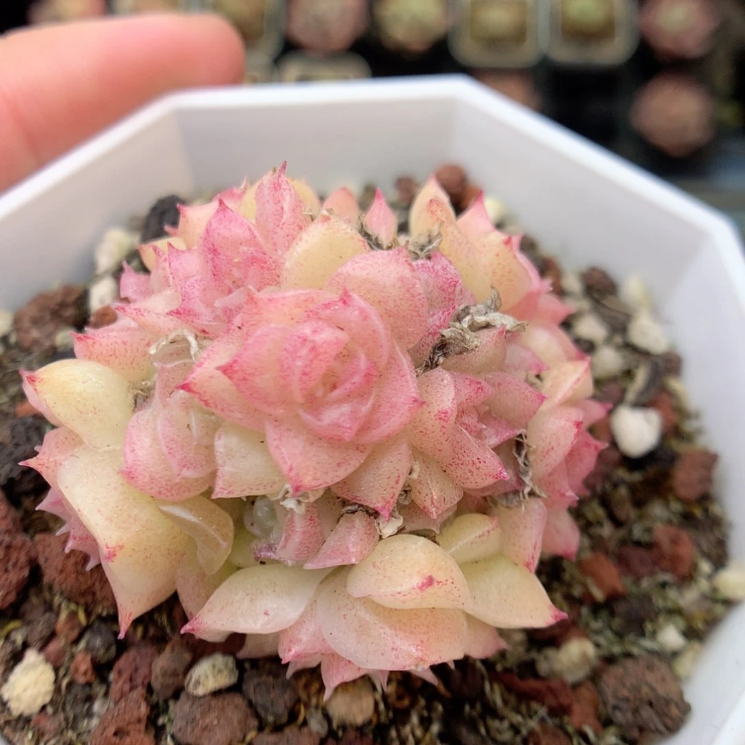 E145 ，20包邮两天凑单偏远不发货