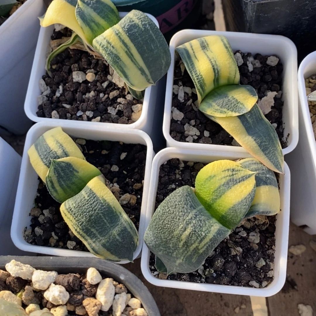 一颗卧牛锦 两颗一起400 开播福利