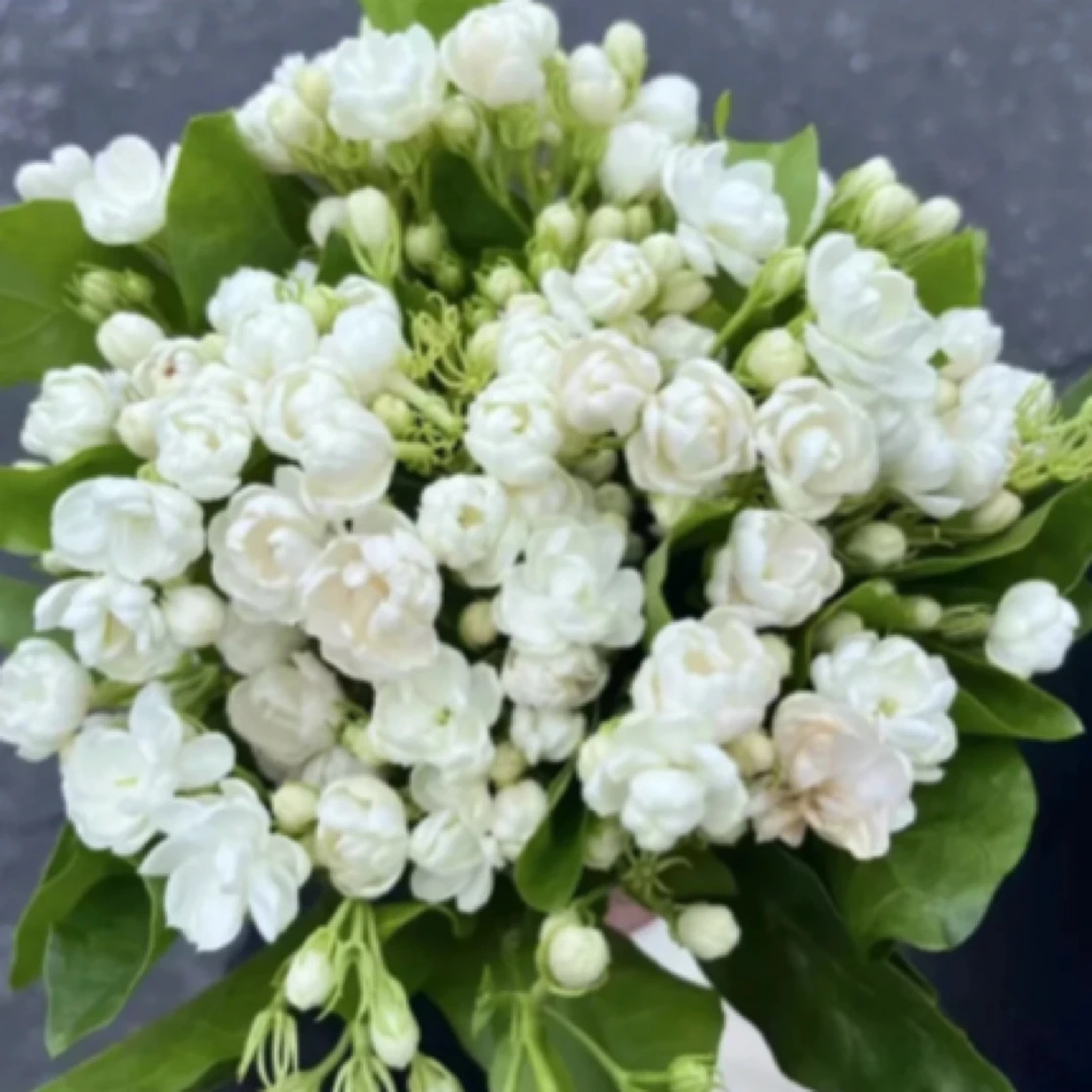 特价【鲜花同城送】40到50支茉莉花（任意两单有小礼品）