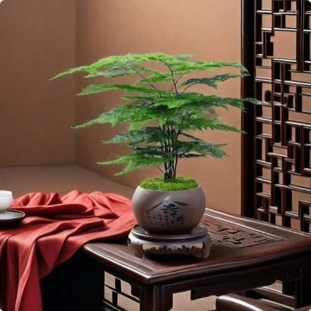 Pz【带舍得陶瓷盆】文竹盆栽植物室内花卉盆景客厅办公室桌面绿植