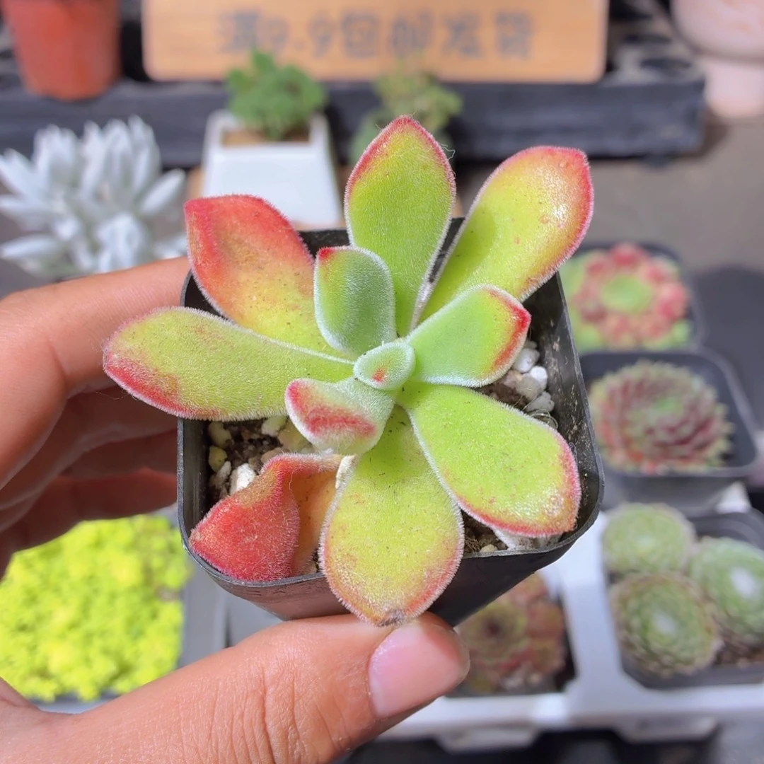 锦晃星多肉9.9包邮发货