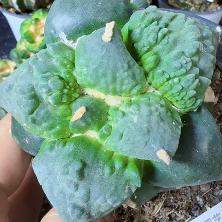 无花朵福利苗接大尤怒涛522