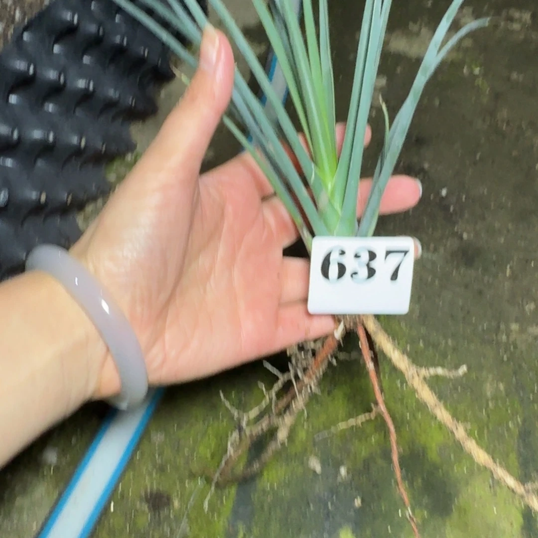 约书亚树一物一拍多肉植物