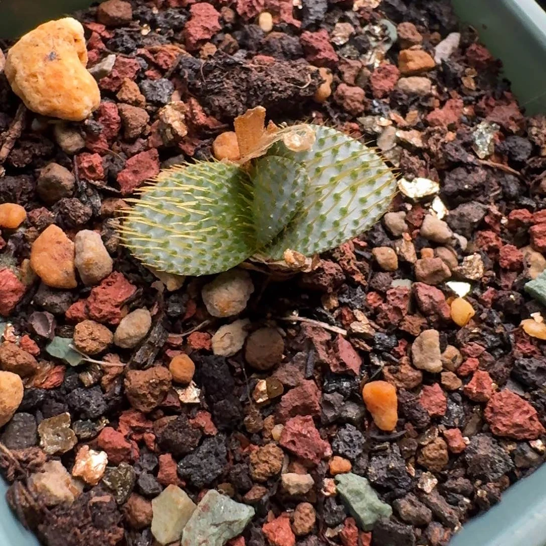 小型刺叶灯台百合umdaus产地