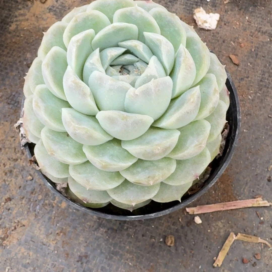 多肉杂交一物一拍27-117