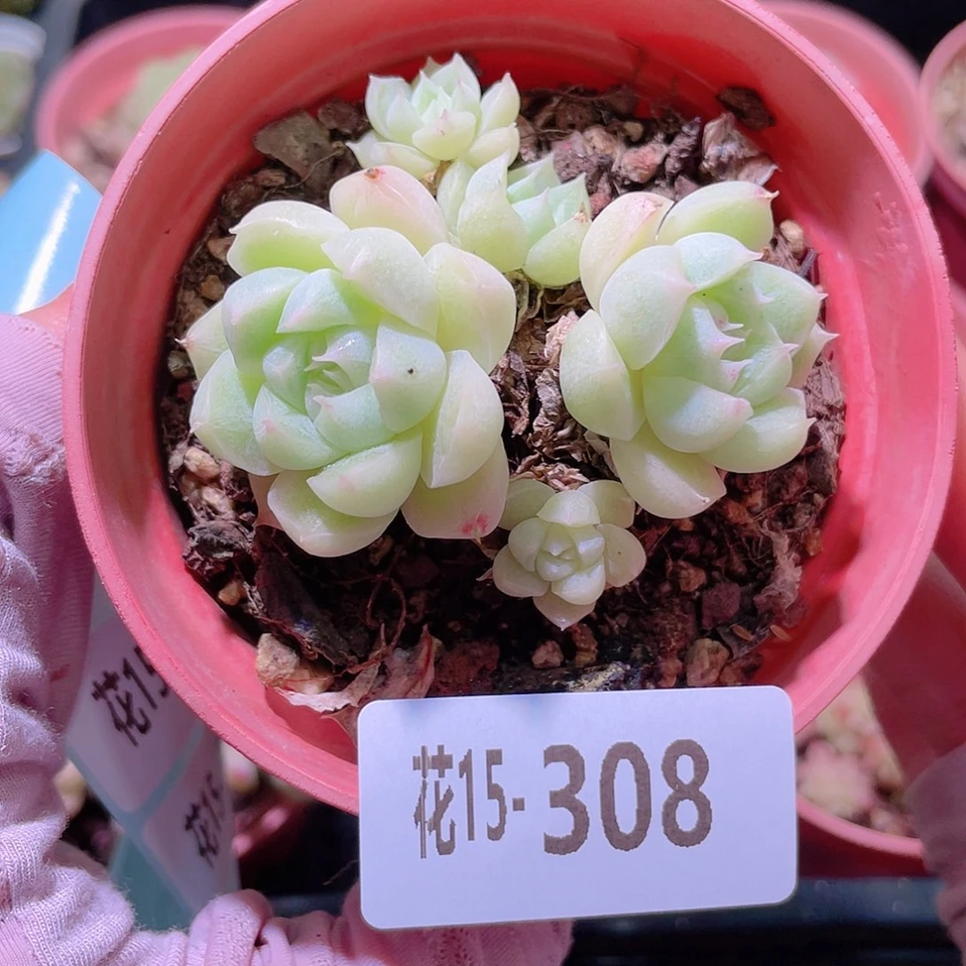 花利美15-308玫瑰