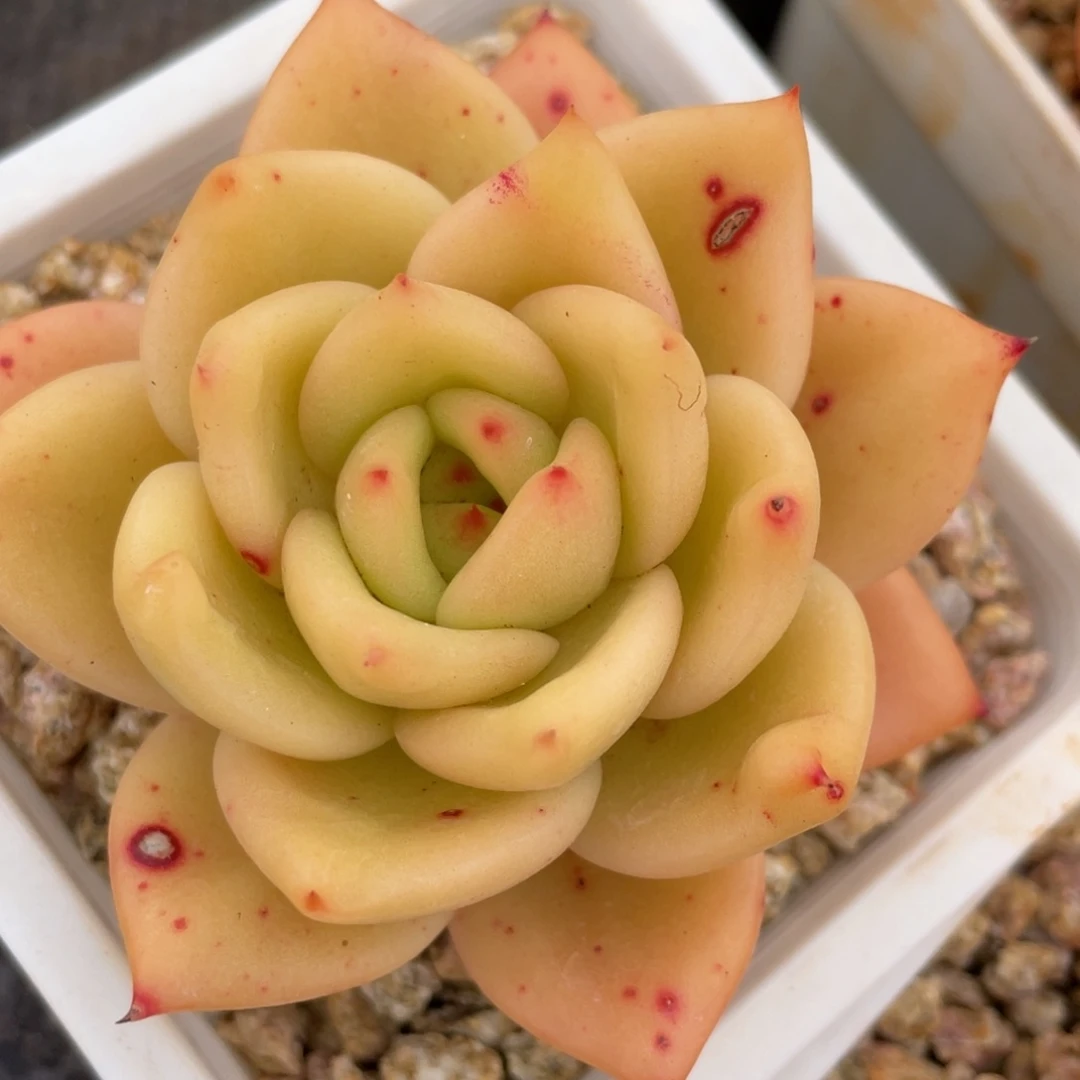 姐姐我认识一个朋友来