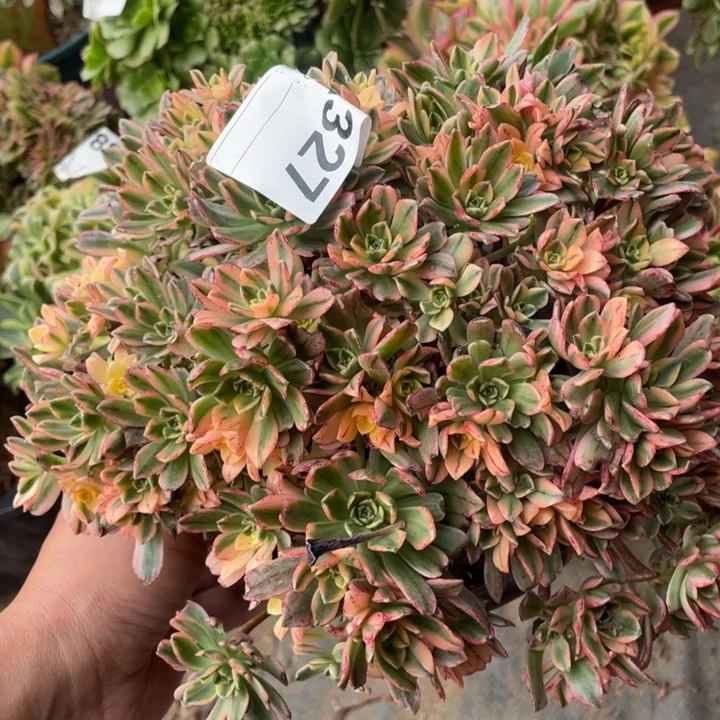 多肉甜茶法师327