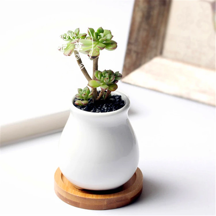 多肉植物大棵批发小老桩盆栽酥皮鸭肉质掌形扦插繁殖园林景观植物