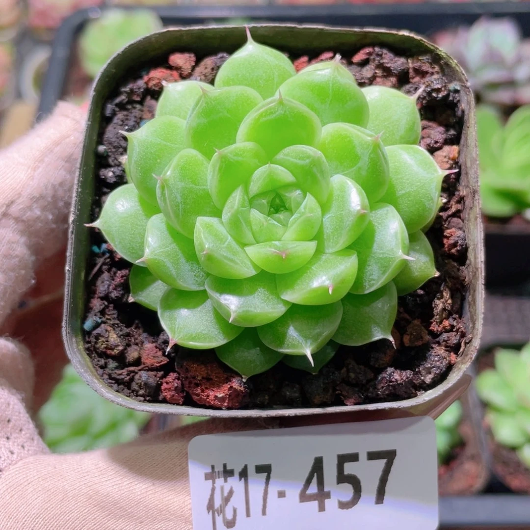 花利美17-457麦秆