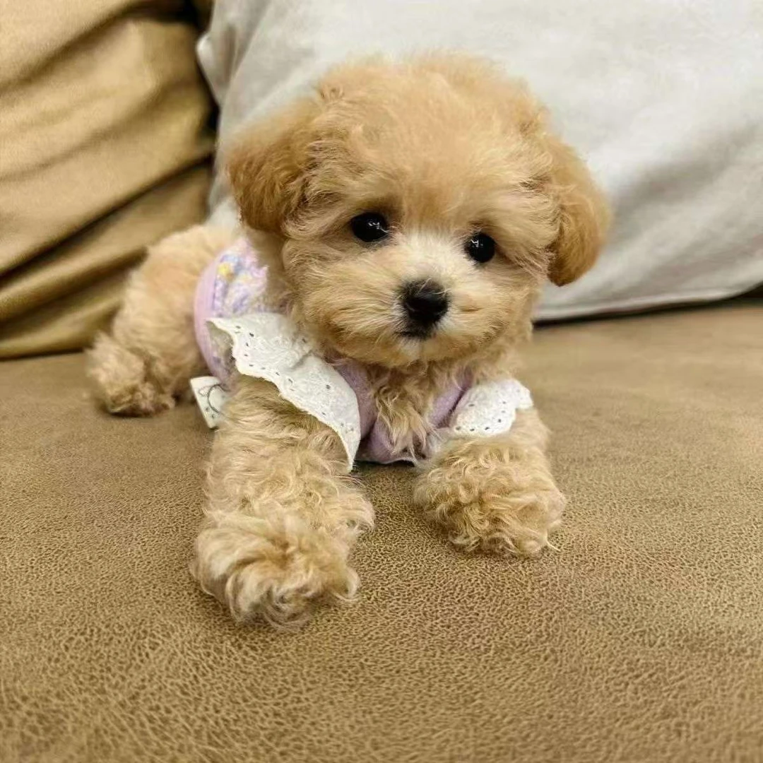 {青青}泰迪熊马尔泰幼犬棕色小型香槟色活物贵宾犬家养茶杯;青青