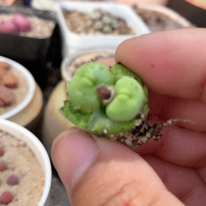 17591嘟嘟嘴一颗