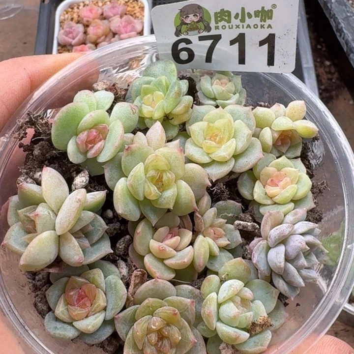 多肉植物多肉植物