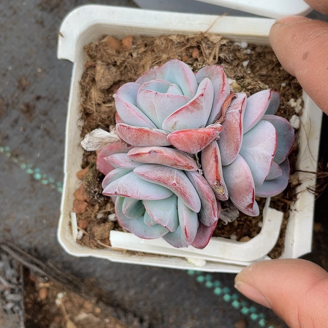 k****嘿嘿4066556655666369886