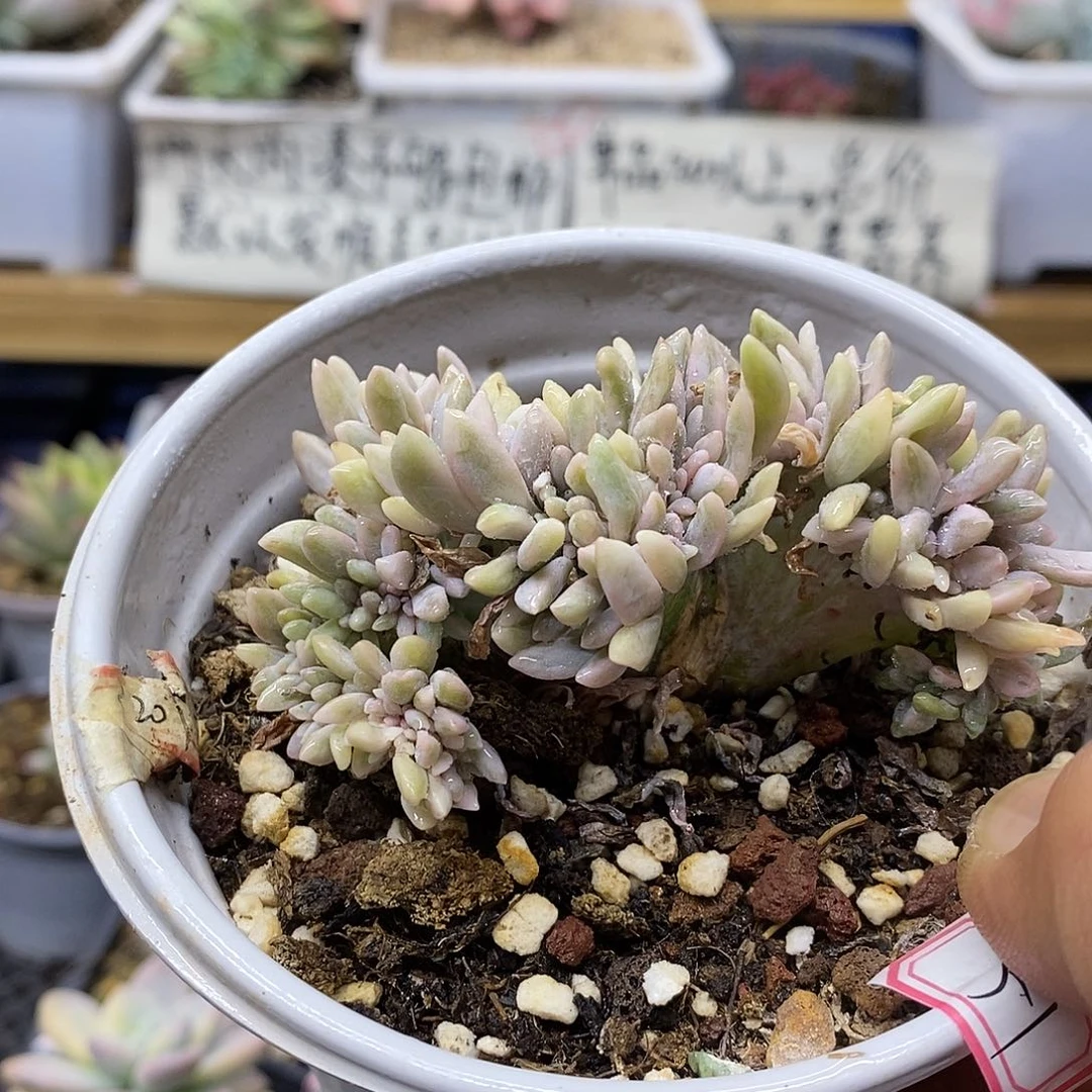 1451 醉美人锦缀 板子有干疤