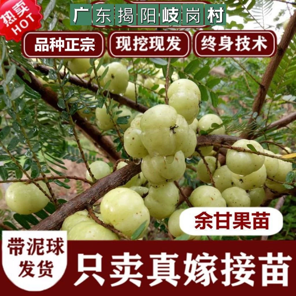 正宗油柑基地直销嫁接油甘果苗崩坎狮头甜种油甘苗种植油柑果树苗