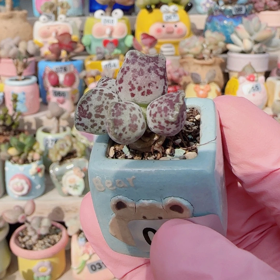 可爱猫耳 盆口2.5cm