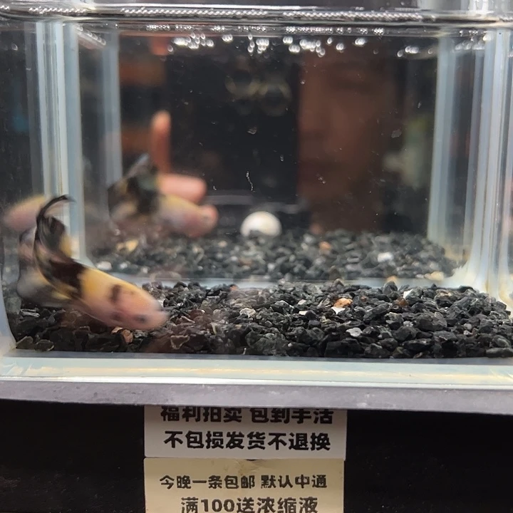 斗鱼竞拍跑单拉黑24日1