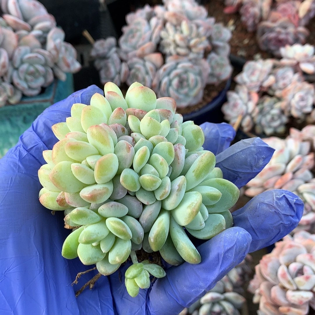 若若哈哈哈哈哈哈哈