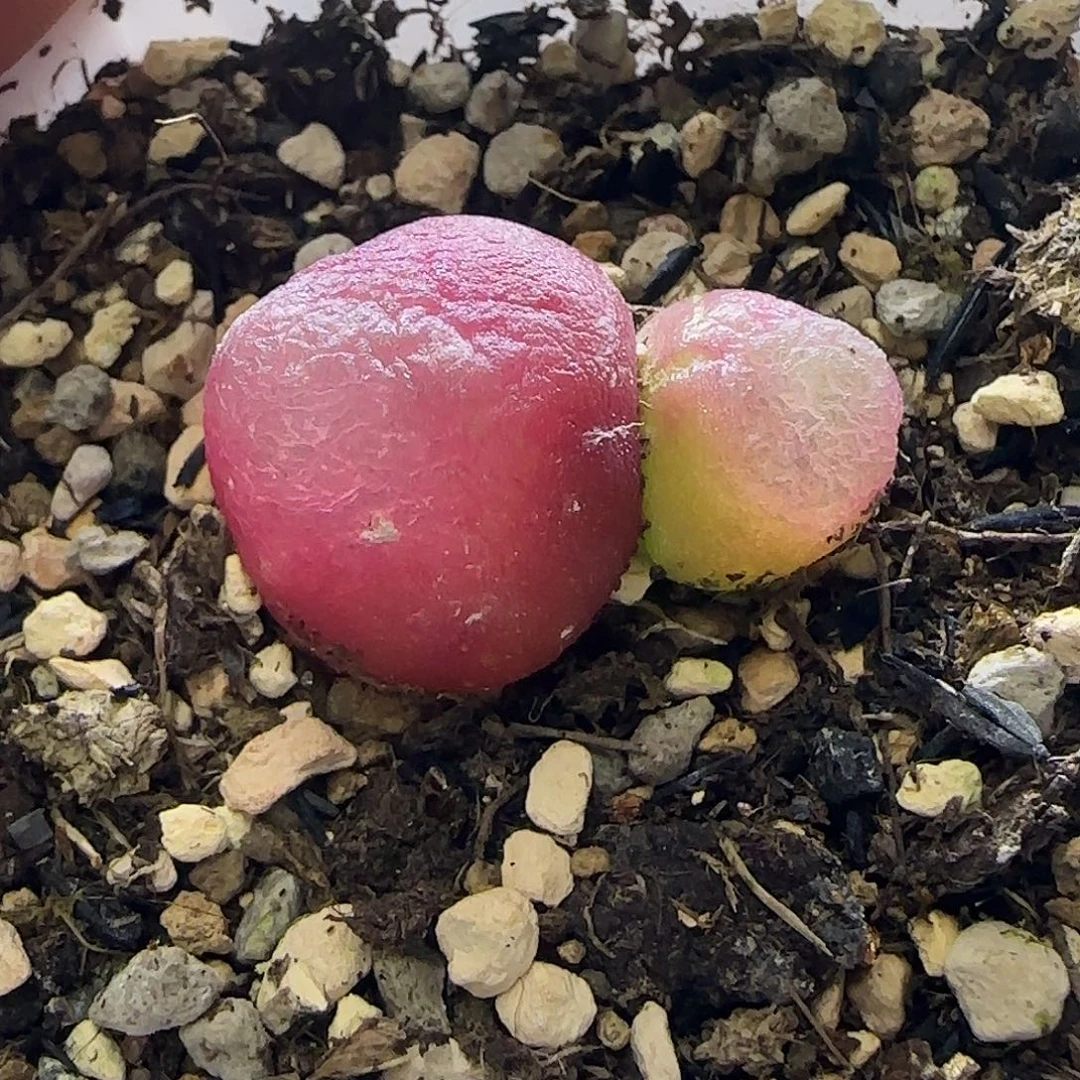 双头红风铃缺水带盆土