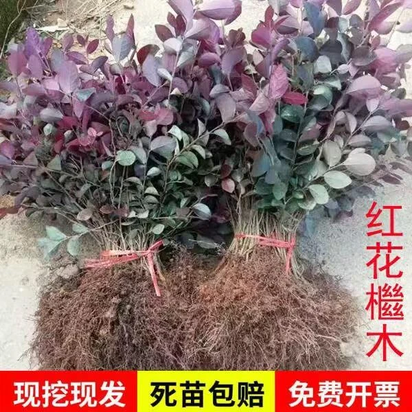 红花继木小苗 篱芭围墙红继木树苗 庭院四季红色绿化苗