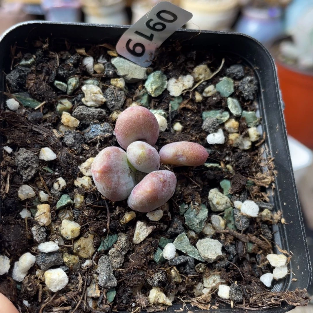 乌里韦亚多肉植物
