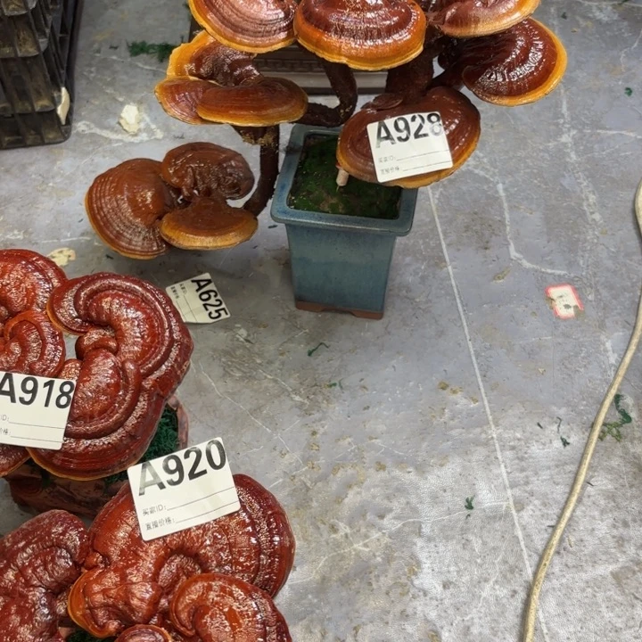 豆***咪灵芝8888888888888888888