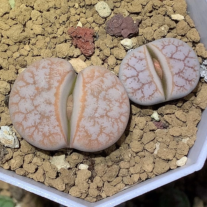 精品多肉植物精品多肉